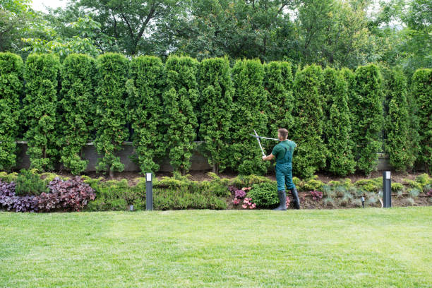 Best Lawn Disease Treatment  in Marienville, PA