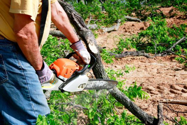 How Our Tree Care Process Works  in  Marienville, PA